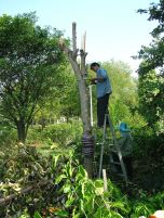 graft_06